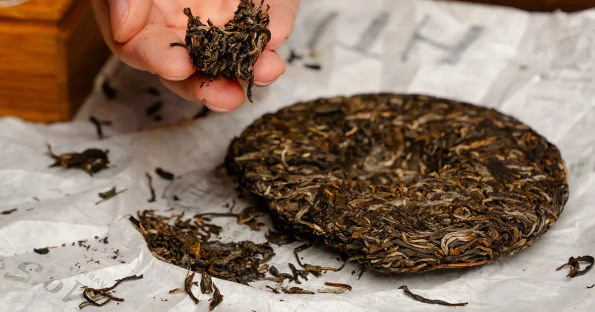 10 Vùng Trồng Phổ Nhĩ Sống Ngon Nhất Và Hương Vị Đặc Trưng Từng Vùng