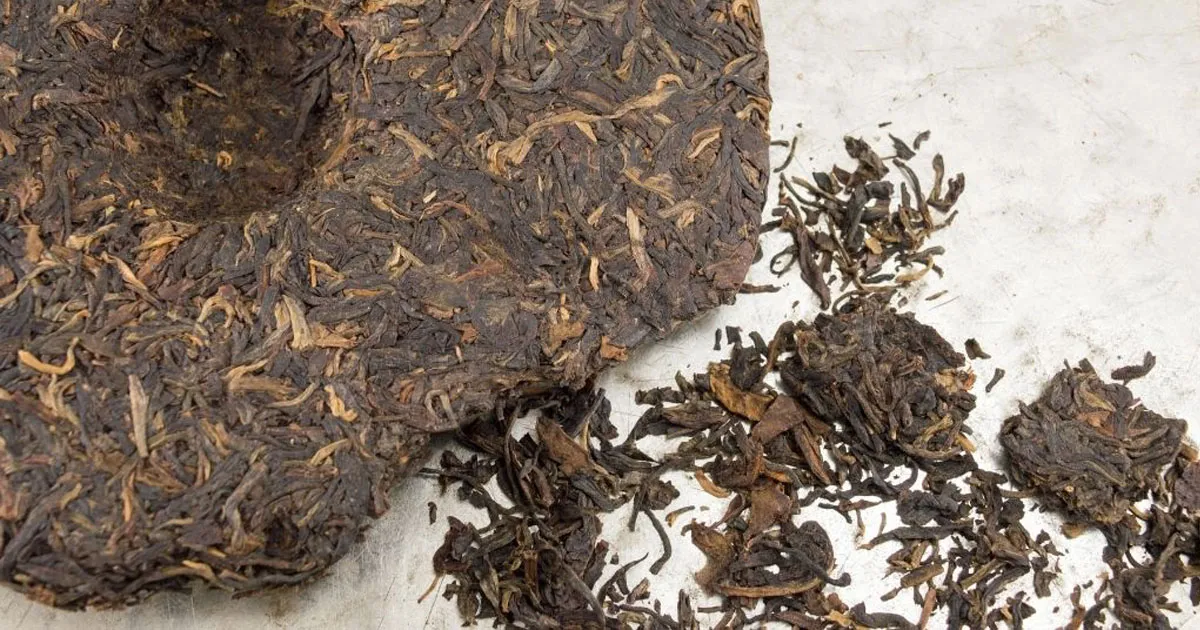 5 Dấu Hiệu Nhận Biết Phổ Nhĩ Chín Bị Lên Men Lỗi (Mùi Tanh, Mốc Ướt, Mùi Thuốc)