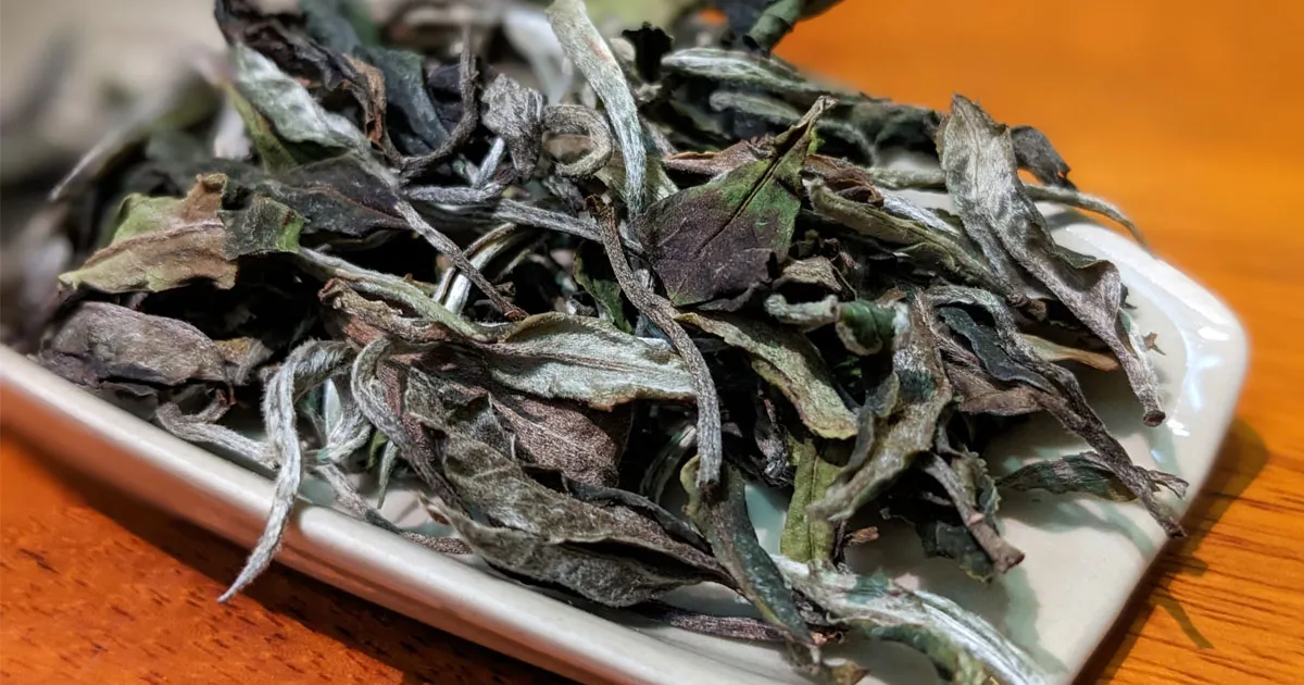 Bạch Trà Mẫu Đơn Hạ Khai Tử Nha Đơn: Hương Thơm, Vị Trà Và Hậu Vị Có Gì Đặc Biệt?