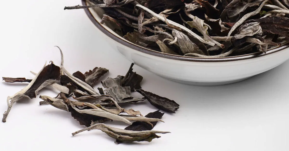 Bạch Trà Mẫu Đơn Phổ Nhĩ - Sự Kết Hợp Tinh Tế Giữa Bạch Trà Và Phổ Nhĩ Truyền Thống