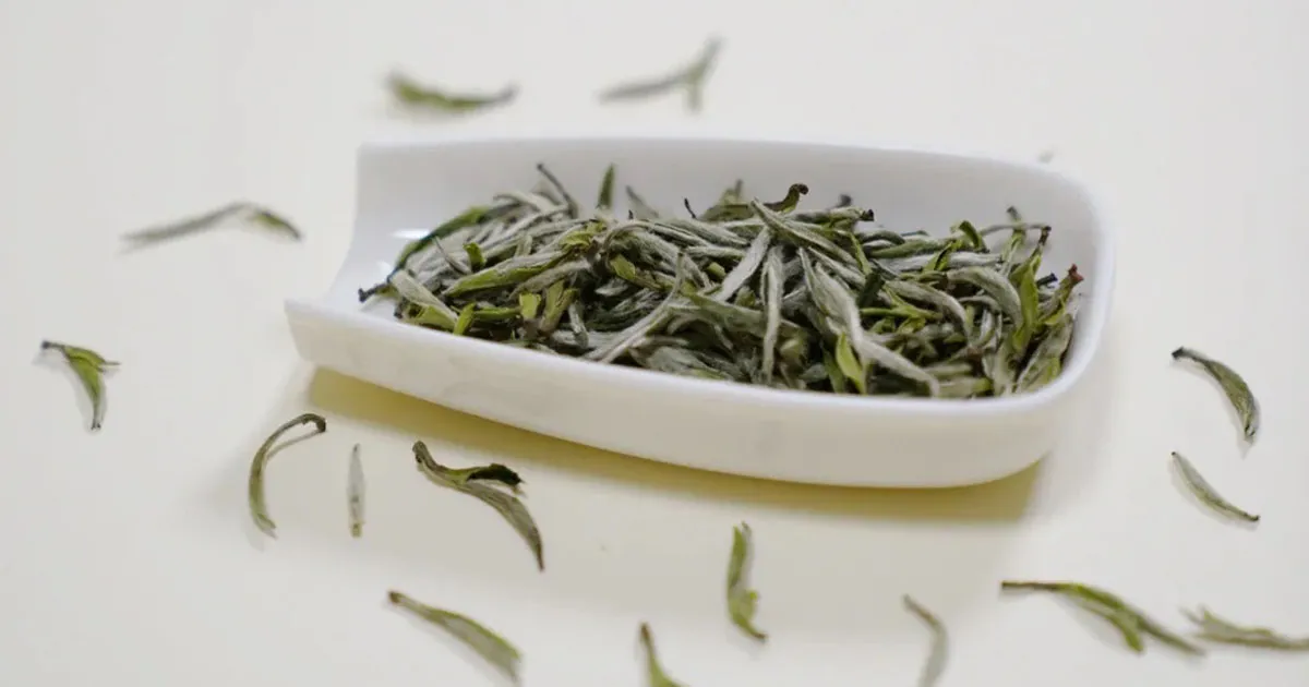 Lợi Ích Sức Khỏe Nổi Bật Của Bạch Trà Bạn Nên Biết