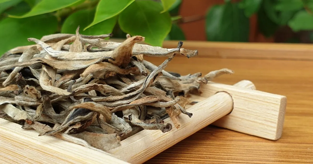 Những Ai Nên Và Không Nên Uống Trà Shan Tuyết