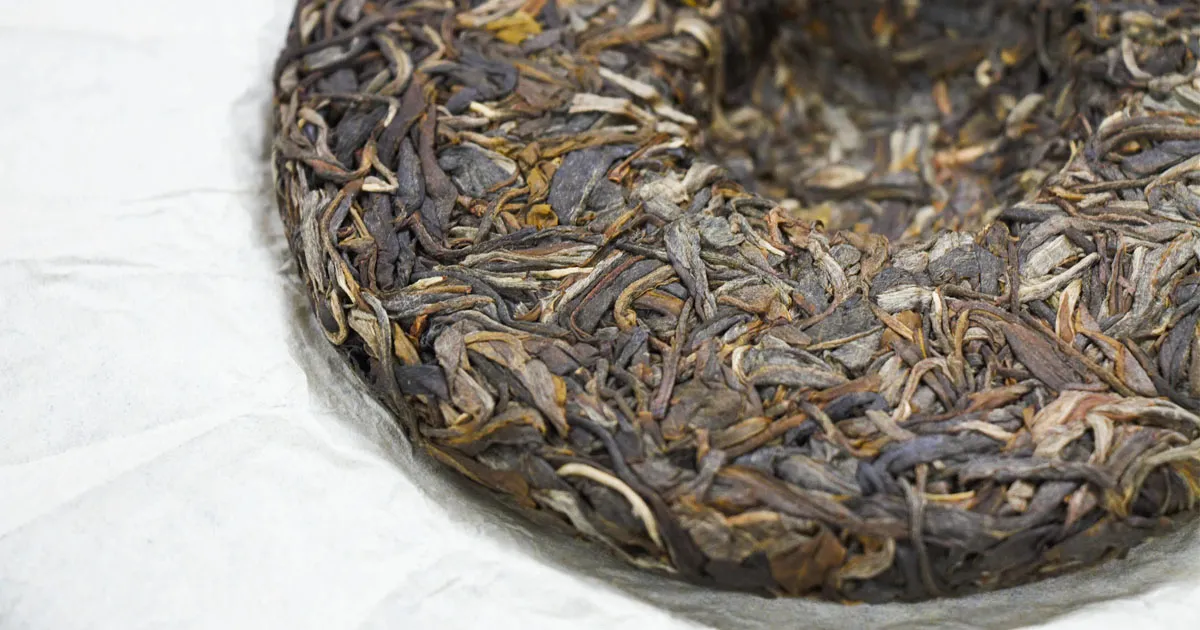 Trà Phổ Nhĩ Sống Mường Khố Đại Tuyết Sơn Và Những Nét Đặc Trưng Đáng Chú Ý
