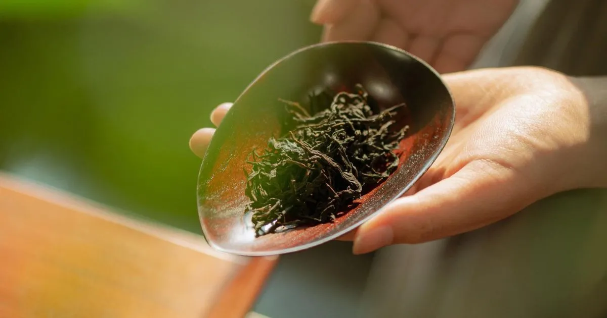 Trà Phượng Hoàng Đơn Tùng - Tinh Hoa Ô Long Cổ Thụ Từ Núi Cao Trung Hoa