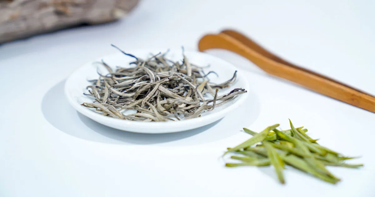 Trà Shan Tuyết - Giọt Tinh Hoa Từ Những Cây Trà Cổ Thụ Ngàn Năm Tuổi