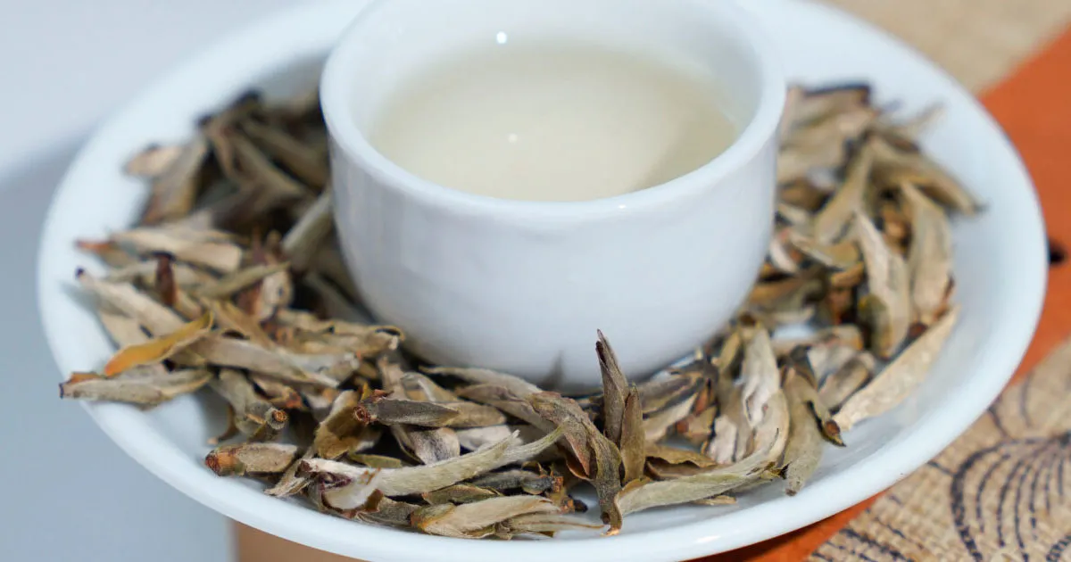 Uống Bạch Trà Tiên Có Tác Dụng Gì Đối Với Sức Khỏe?
