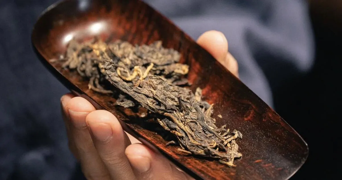 Vùng Trà Lão Ban Chương - Dấu Ấn Vùng Đất Làm Nên Danh Tiếng