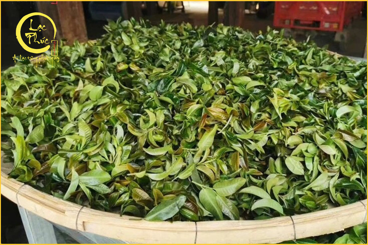 Nguồn gốc của Bạch trà Mẫu Đơn Hạ Khai Tử Nha Đơn