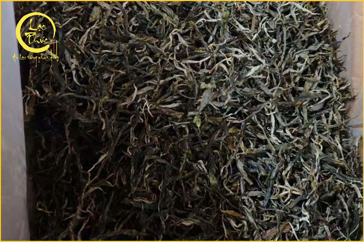 Những chuyển vị đặc trưng của Trà Phổ Nhĩ sống Lão Ban Chương
