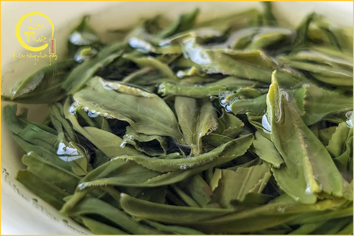 Những yếu tố quyết định hương vị của Trà Mao Tiêm Tín Dương khi pha