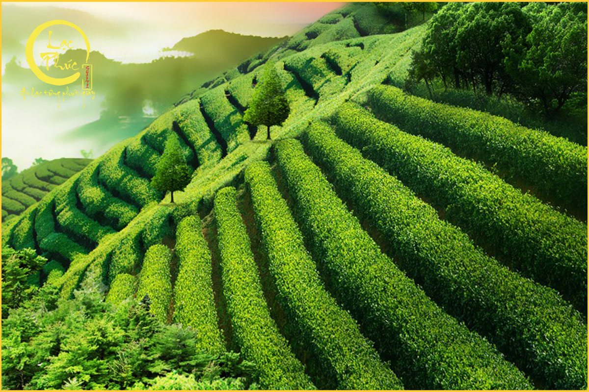 Tổng quan về điều kiện tự nhiên của vùng trà Lâm Thương