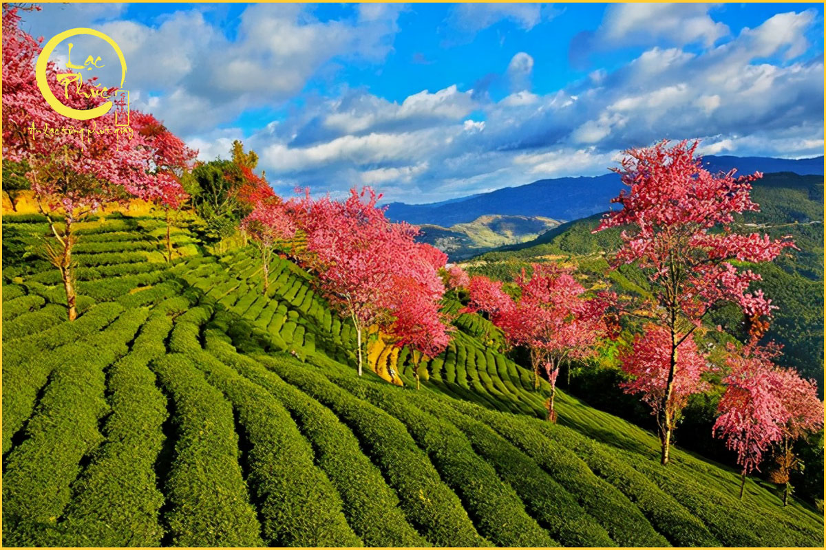 Tổng quan về điều kiện tự nhiên của vùng trà Vô Lượng Sơn