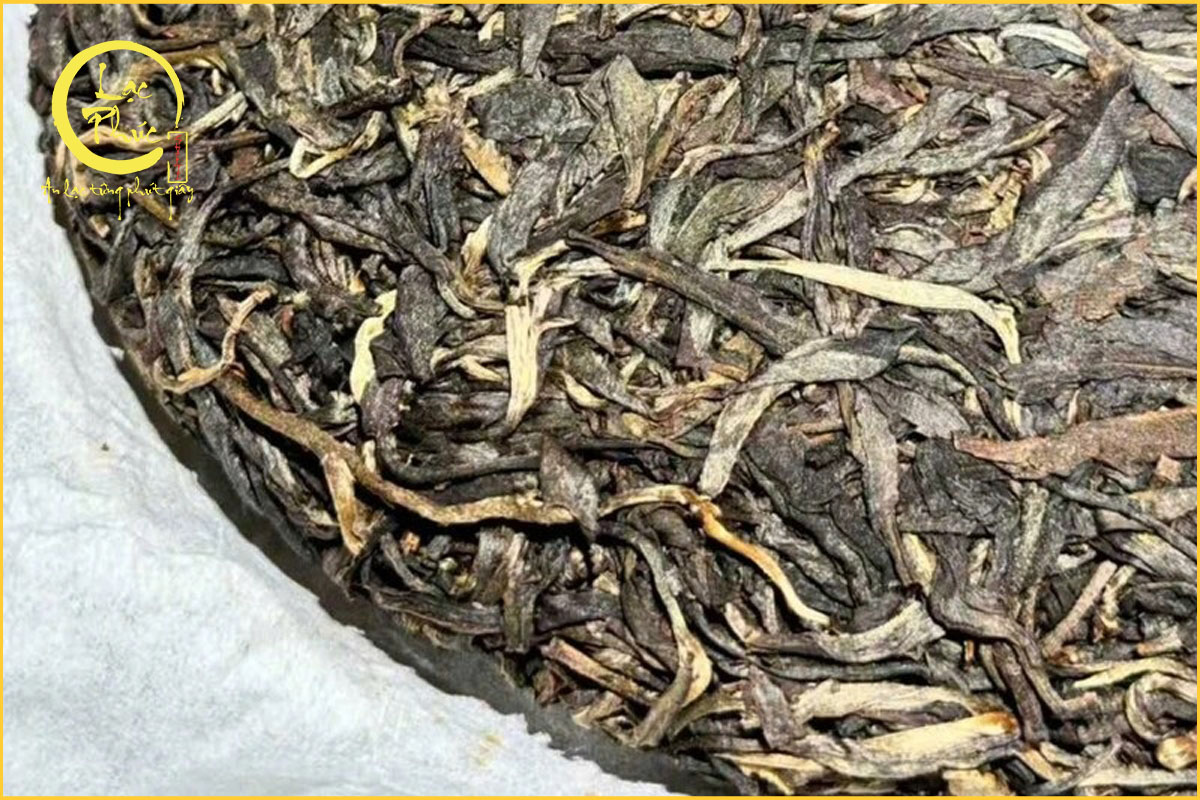 Trà phổ nhĩ sống Mường Khố Đại Tuyết Sơn là gì?
