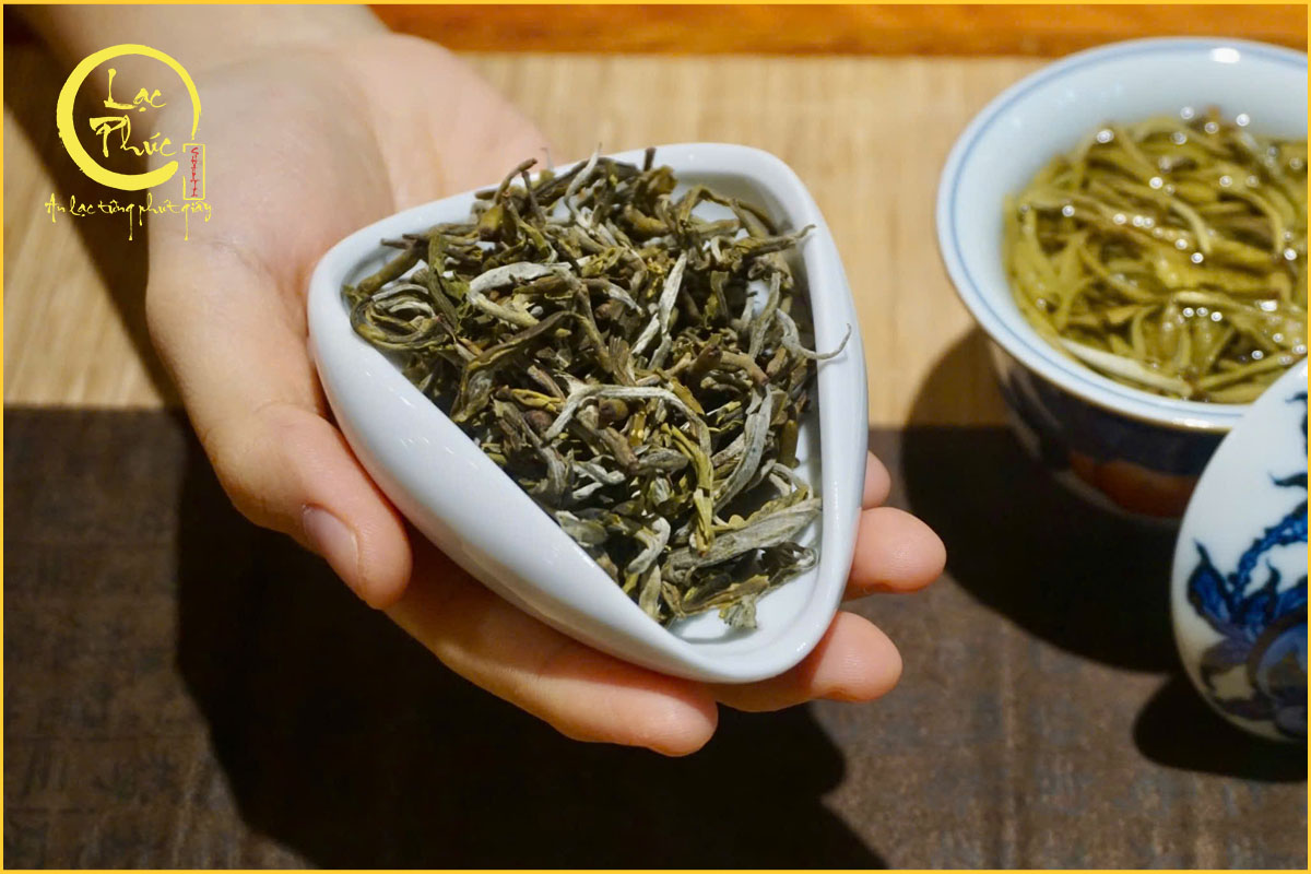 Vì sao Lục trà Shan Tuyết được gọi là “tinh hoa trà cổ thụ Việt Nam”?